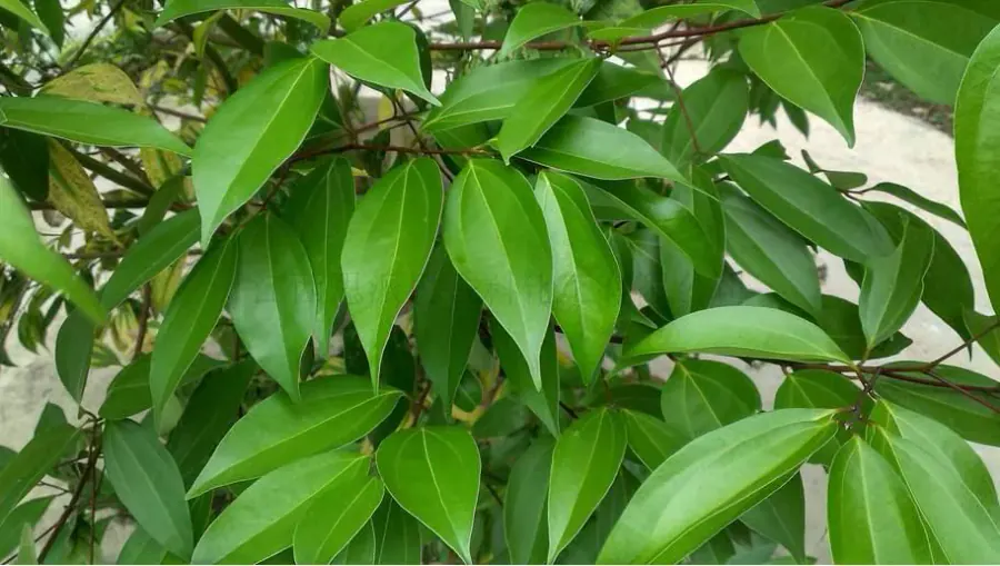 綠色芳香植物葉片